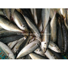 High Quality Frozen Horse Mackerel Fish